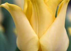 Tulipa Yellow Crown ® (4)